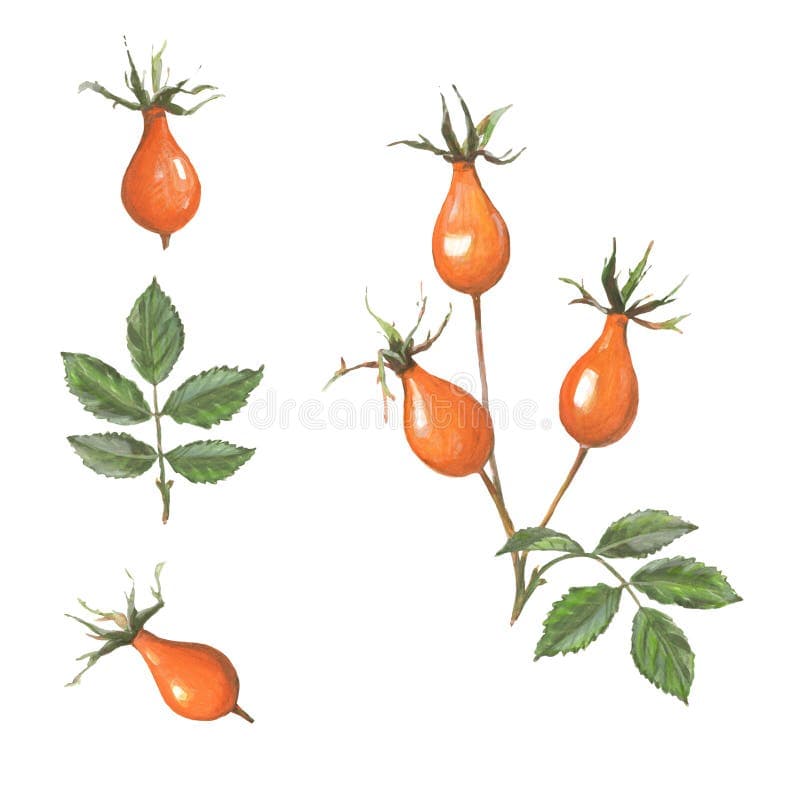 t MED CADDY 090g/06 NATURAL ROSEHIP WITH